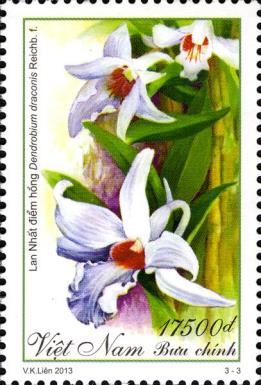Dendrobium draconis