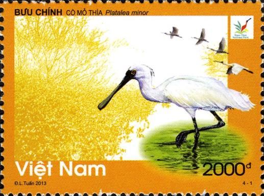 Black-faced Spoonbill (Platalea minor)