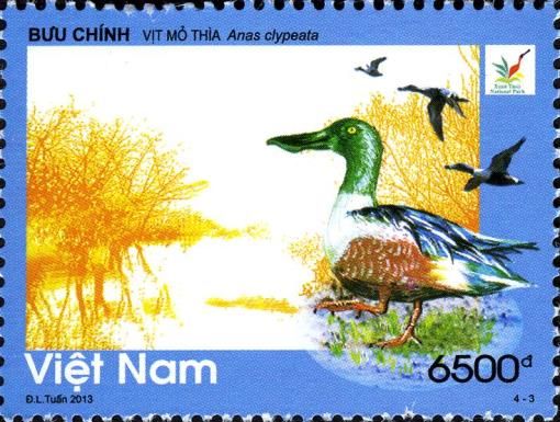 Northern Shoveler (Anas clypeata)