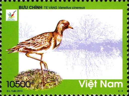 Grey-headed Lapwing (Vanellus cinereus)