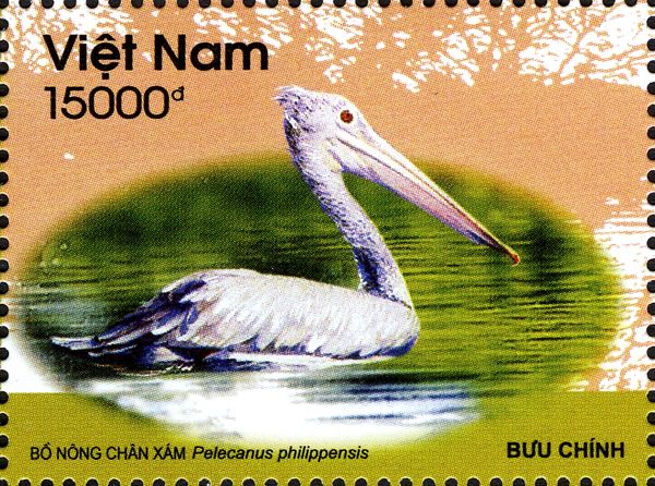 Spot-billed Pelican (Pelecanus philippensis)