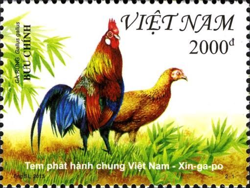 Red Junglefowl (Gallus gallus)