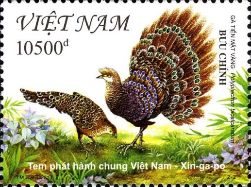 Grey Peacock-pheasant (Polyplectron bicalcaratum)