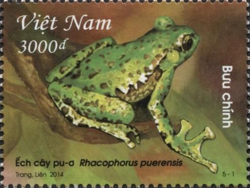 Puer Tree Frog (Rhacophorus puerensis)