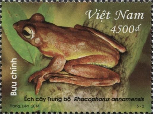 Annam Flying Frog (Rhacophorus annamensis)