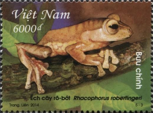 Flying Tree Frog (Rhacophorus robertingeri)