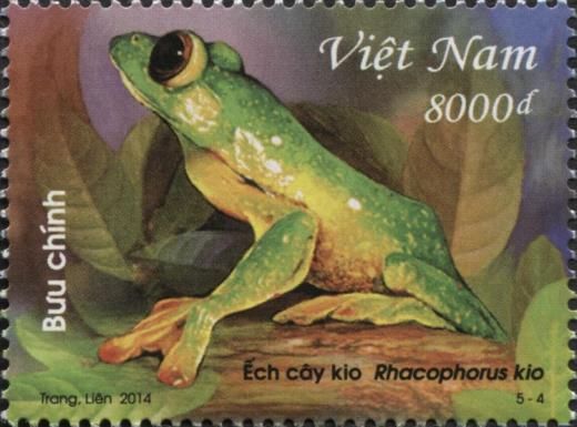 Black-webbed Treefrog (Rhacophorus kio)