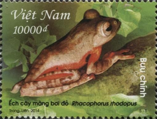 Red-webbed Treefrog (Rhacophorus rhodopus)