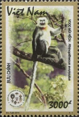 Tonkin Snub-nosed Monkey (Rhinopithecus avunculus)