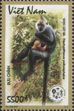 Golden-headed Langur (Trachypithecus poliocephalus)
