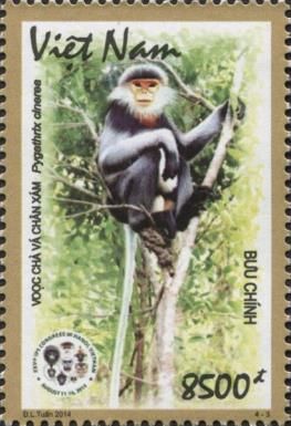 Grey-shanked Douc (Pygathrix cinerea)
