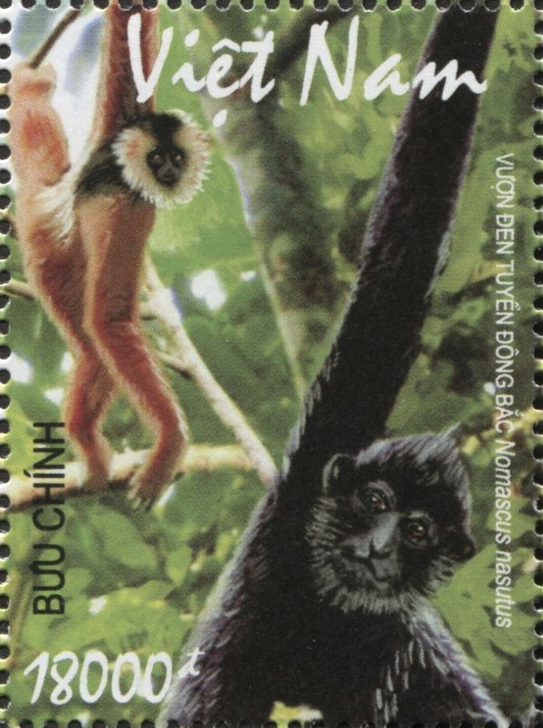 Eastern Black Crested Gibbon (Nomascus nasutus)