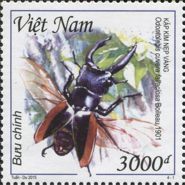 Golden Stag Beetle (Odontolabis cuvera ssp. fallaciosa)