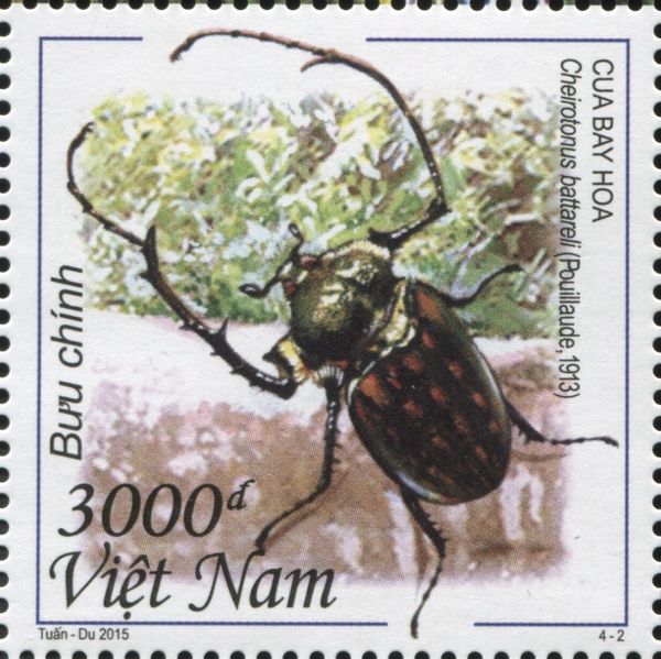 Scarab Beetle (Cheirotonus battarelli)