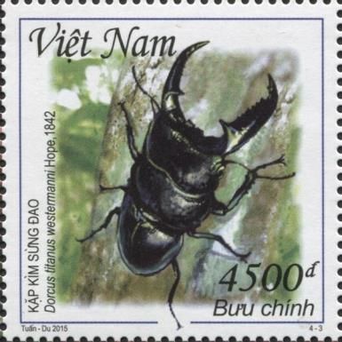 Giant Stag Beetle (Dorcus titanus ssp. westermanni)
