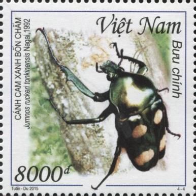 Flower Beetle (Jumnos ruckeri ssp. tonkinensis)