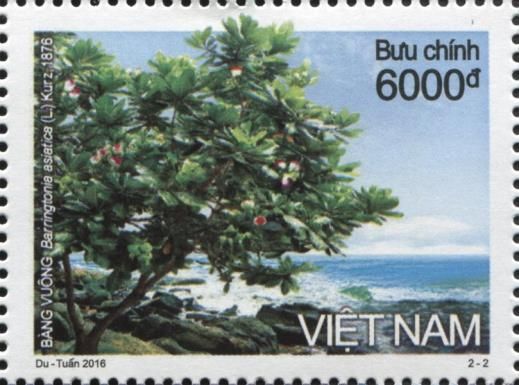Fish Poison tree - Barringtonia asiatica