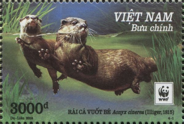 Asian Small-clawed Otter (Aonyx cinerea)