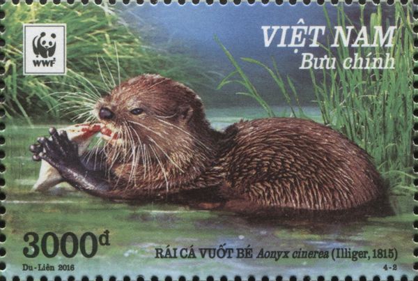 Asian Small-clawed Otter (Aonyx cinerea)