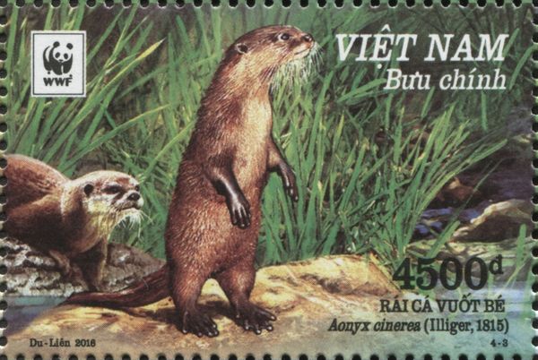 Asian Small-clawed Otter (Aonyx cinerea)