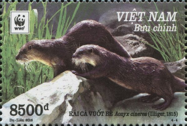Asian Small-clawed Otter (Aonyx cinerea)