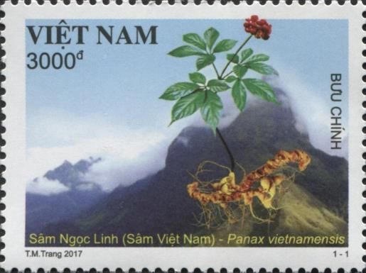 Vietnamese Ginseng