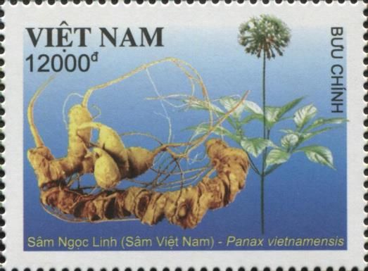 Vietnamese Ginseng