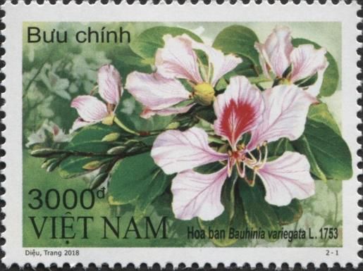 Bauhinia variegata