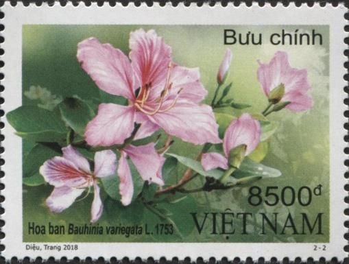Bauhinia variegata