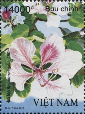Bauhinia variegata
