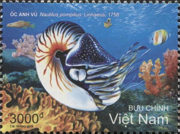 Chambered Nautilus (Nautilus pompilius)