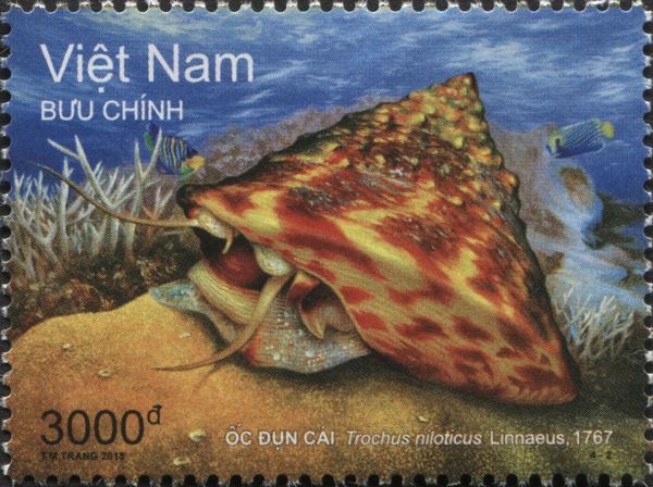 Commercial Top Shell (Trochus niloticus)