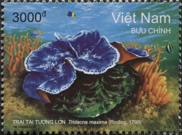 Small Giant Clam (Tridacna maxima)