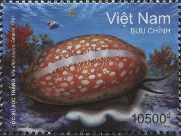 Jester Cowry (Mauritia scurra)