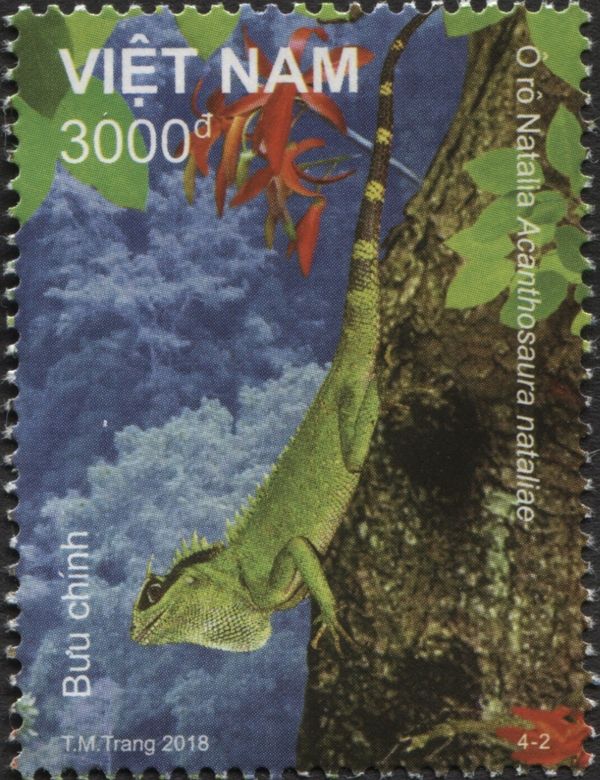 Mountain Horned Dragon (Acanthosaura nataliae)