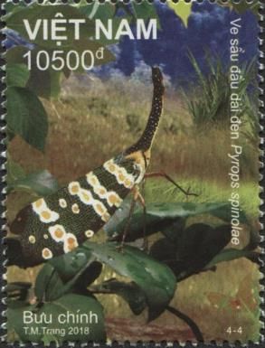 Grasshopper (Pyrops spinolae)