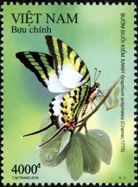 Five-bar Swordtail (Graphium antiphates)