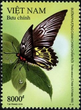 Golden birdwing (Troides aeacus)