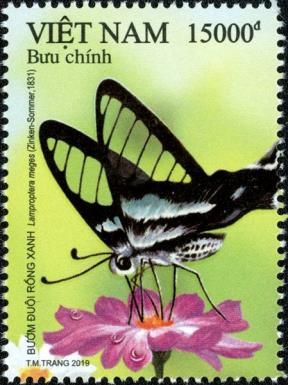 Green Dragontail (Lamproptera meges)