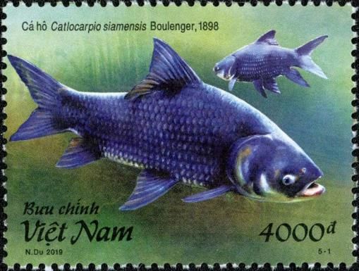 Giant Barb (Catlocarpio siamensis)