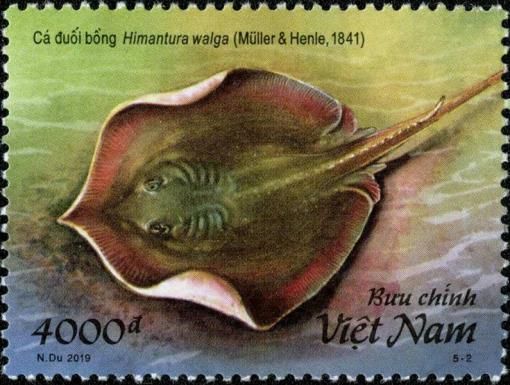 Mangrove Whipray (Brevitrygon walga)