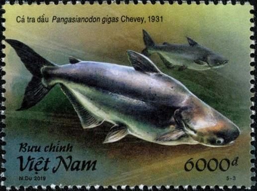 Mekong Giant Catfish (Pangasianodon gigas)