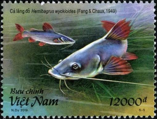 Asian Redtail Catfish (Hemibagrus wyckioides)