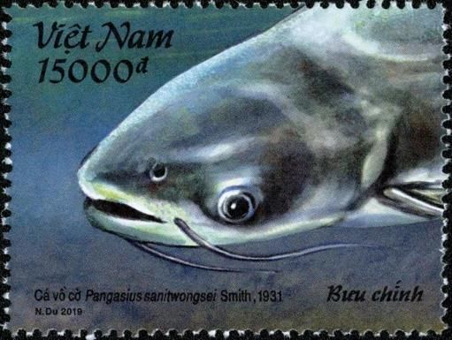 Giant Pangasius (Pangasius sanitwongsei)