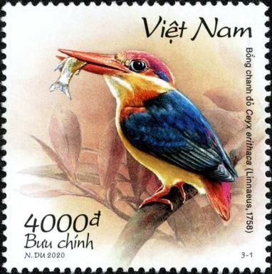 Black-backed Dwarf-Kingfisher (Ceyx erithaca)
