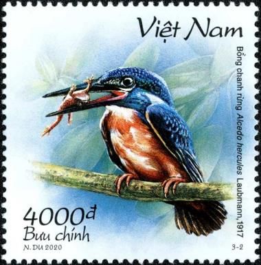 Blyth's Kingfisher (Alcedo hercules)