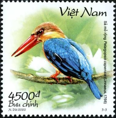 Stork-Billed Kingfisher (Pelargopsis capensis)