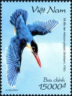 Black-Capped Kingfisher (Halcyon pileata)