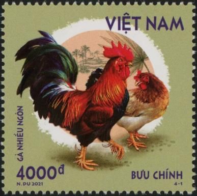 Nhiều Ngón Rooster and Chicken