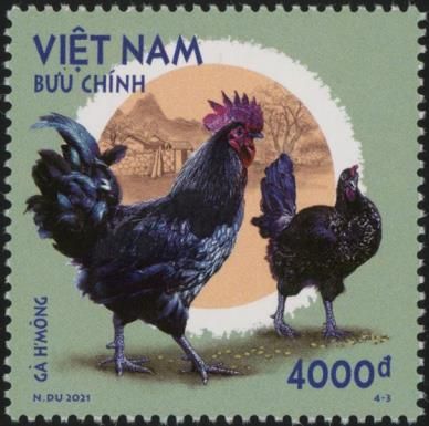 H'Mông Rooster and Chicken